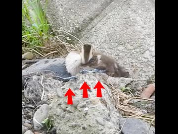 勝ったと思ったトンボ、後ろを見たら…