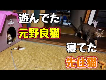 【元野良猫】が うるさくて起こされた先住猫