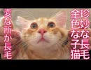 珍妙な黄金な子猫、変な所だけ長毛な