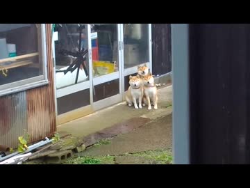 ホモと見るケルベロス
