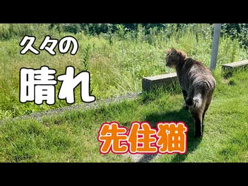久々に気持ちのいい天気 【元野良猫】
