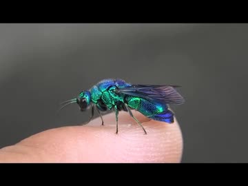 綺麗な蜂、オオセイボウを眺めるだけ