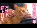 野良歴10年のからあげ猫、万感の膝上甘え