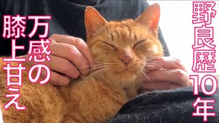 人気の「茶トラ1号」動画 156本 - ニコニコ動画