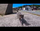 猫に冷たくされた猫、人間に甘えに来る姿が可愛すぎる