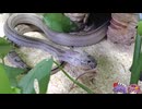 コーンスネークにエサやりする姉s［ゆっくり］[両爬ショート01フル版]