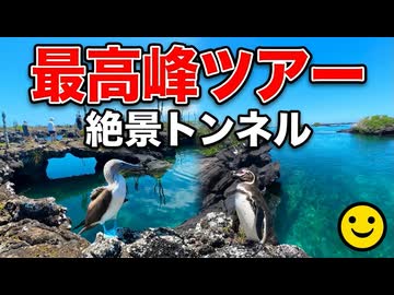 人気No1ツアーでペンギンと戯れる【男爵ガラパゴス旅行記2026】Part7