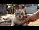 猫島の路地で出会った猫が可愛すぎた
