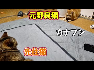 やっぱり どんくさい【元野良猫】