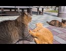 睨み合ったまま一歩も動かない猫たち…一体何があった？