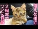 控えめ引っ込み思案娘猫、2周年で覚醒する