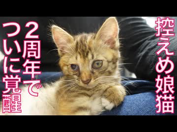 控えめ引っ込み思案娘猫、2周年で覚醒する