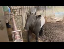 「無防備でかわいい」平均寿命の1.5倍！国内最高齢のマレーバク2頭　衰えつつも愛情注がれ穏やかに生きる　福岡市動物園