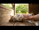 野鳥観察小屋で寝ていた猫をナデナデしたらゴロンゴロン転がって甘えてきた
