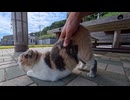 港の東屋にいたパステル三毛猫ちゃん、腰トントンすると喜びの声が可愛すぎた
