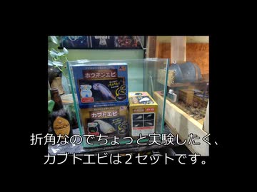 久々にカブトエビを飼う動画