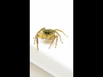 こっちを向くきゃわわなハエトリグモ