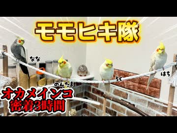 【衝撃】放鳥3時間を3分に凝縮した結果ｗモフモフの洪水と全力爆走に脳溶けること間違いなし