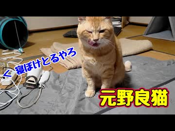 勘違いした【元野良猫】