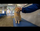 フェリー乗り場のベンチで猫と隣同士になったのでナデナデしてみた