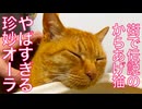 伝説のからあげ猫、恐るべき珍妙オーラを放つ