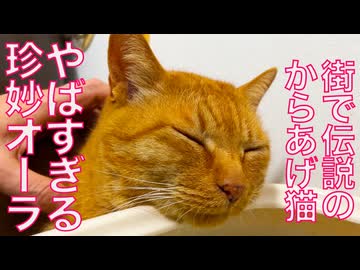 伝説のからあげ猫、恐るべき珍妙オーラを放つ