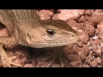 9月のいつもの生き物　その1