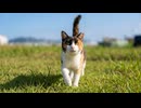 芝生を歩く三毛猫を撫でたら、嬉しそうについてくるようになった