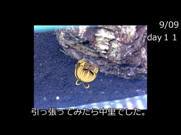 久々にカブトエビを飼う動画　その２