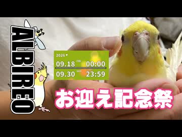 アルビレオの看板オカメ「チョコボお迎え記念祭」のお知らせ！