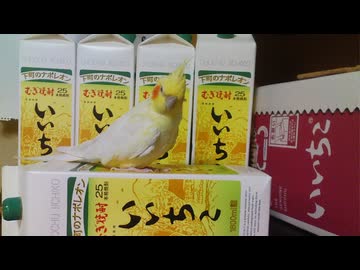 いいちこインコメドレー