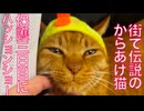 伝説のからあげ猫、保護3日目にハッションショー
