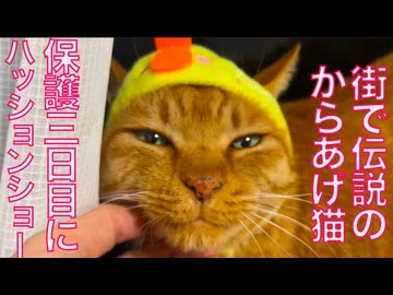 伝説のからあげ猫、保護3日目にハッションショー