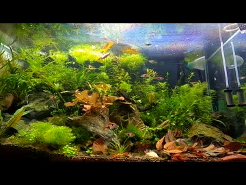 90cmで砂場のある水草水槽を立ち上げてみた[Part3]