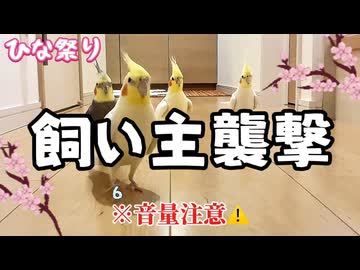 【衝撃】優雅さゼロ！ひな祭り激走ランニングで飼い主が襲撃されましたｗ