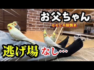 【家主の敗北】お父ちゃんが座ると即占拠！モモヒキ隊の止まり木計画ｗ