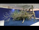 草月流100周年を記念するいけばな展　第四代家元の大作も　福岡市の博多阪急で開催