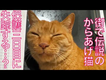 野良10年のからあげ猫、保護4日目に失踪する？
