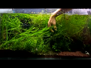 90cmで砂場のある水草水槽を立ち上げてみた[Part4]