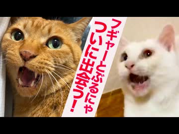 フギャーvsぶるにゃ、宿命の対面
