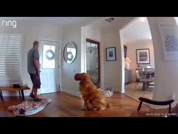 ホモと見る泥棒におもちゃを差し出して遊びに誘う犬