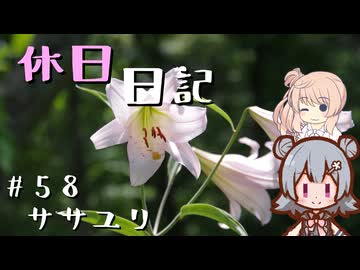 休日日記#58　ササユリ
