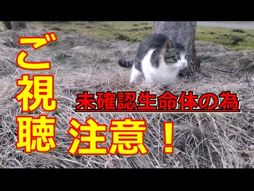 【ご視聴注意！】「幻想世界」を見せる猫