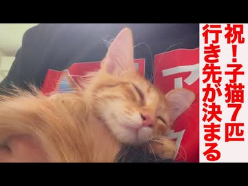 子猫7兄弟姉妹、同じ空の下の運命