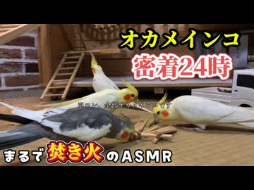オカメインコだらけ‼️おはようからおやすみまで密着２４時❤️ASMRあるよ
