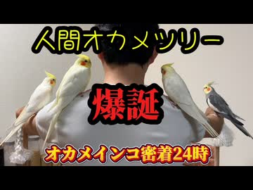 お父ちゃんに次々と吸い寄せられるモモヒキ隊！人間オカメツリー爆誕□