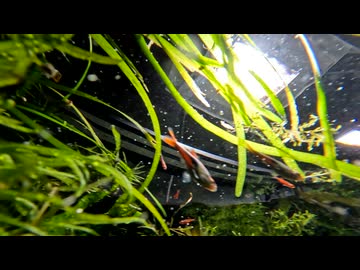 90cmで砂場のある水草水槽を立ち上げてみた[Part5](完)