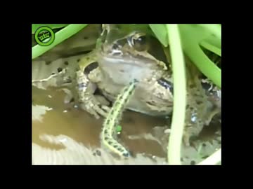 あおりむしを修造で吹き替えてみた