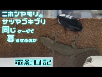 ニホンヤモリとサツマゴキブリを同じケージで飼育する。電影日記#016