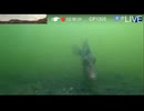 2023/10/01【水中実況#783】凄い濁ってる海だけど、魚の気配あり